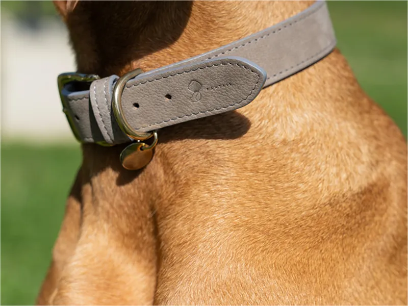 Leren hondenhalsband van Fantail, lederen halsband kopen bij Bopets