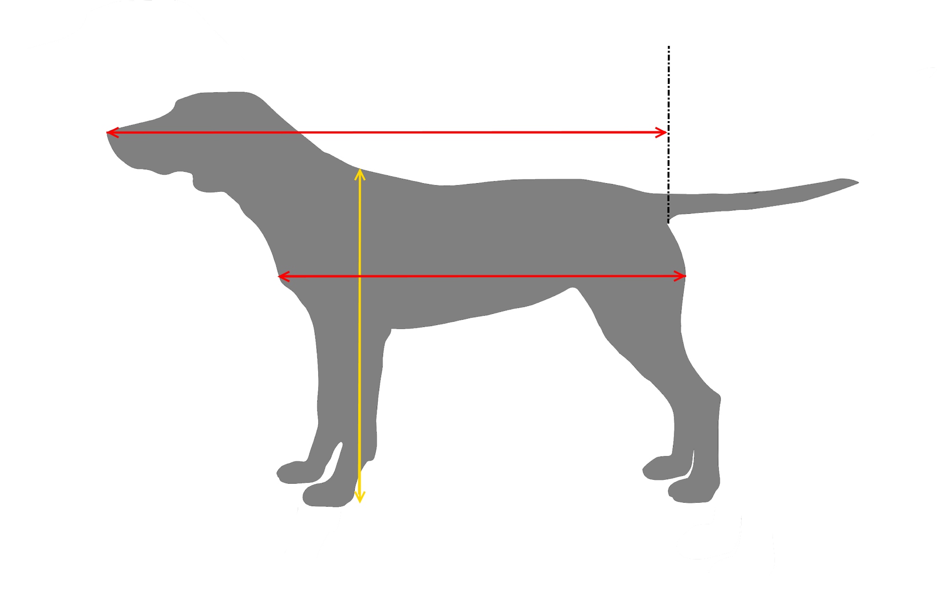Maatgids hondenmand per hondenras