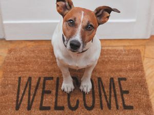3D Wenskaart Welcome Dog