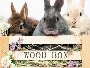 p1509  11044 3d wenskaart rabbit wood box 1