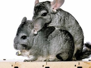 3D Wenskaart Hungry Chinchilla