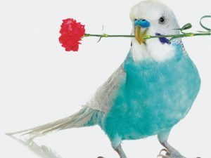 3D Wenskaart Flower Bird