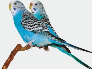 3D Wenskaart Parakeet on tree