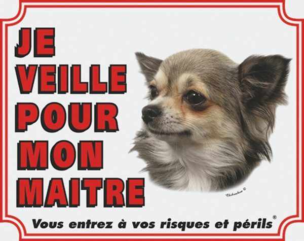 Wit waakbord Chihuahua Langharig FR