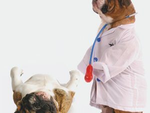 3D Wenskaart Doctor Dog