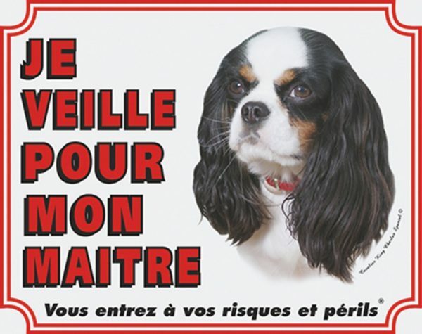 Wit waakbord Cavallier King Charles Spaniel FR