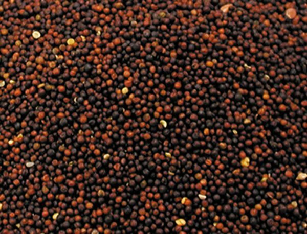 Raapzaad 1 kg