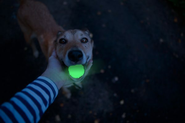 2 Glow Cracking & tracking bone