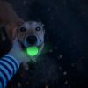 2 Glow Fetch and catch