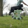 Dog Agility set (indoor en outdoor)