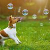 Dog Comets Intergalactic Bubbles