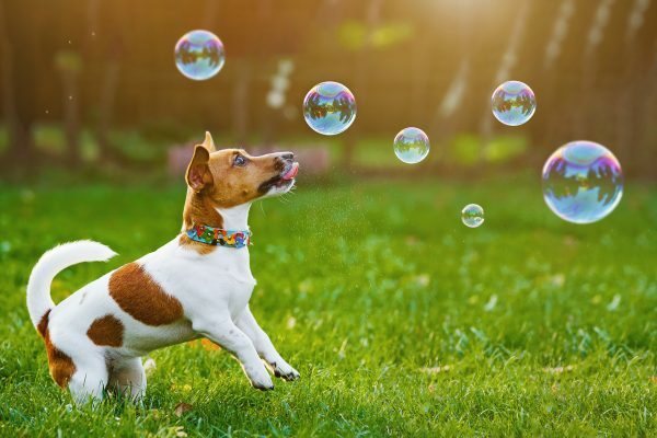 Dog Comets Intergalactic Bubbles