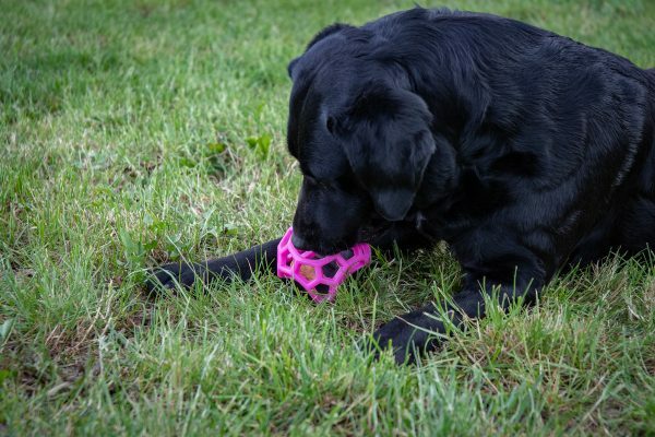 Dog Comets Moonstone Traktatiekubus groen