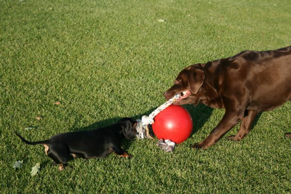 Jolly Ball Romp-n-Roll 10 cm Rood