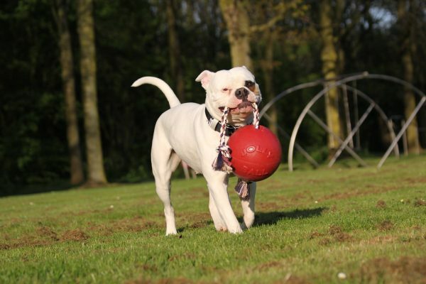 Jolly Tug-n-Toss 10 cm Rood