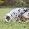 KONG Puppy M 8,6 cm Blauw of Roze
