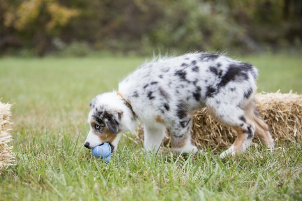 KONG Puppy M 8,6 cm Blauw of Roze