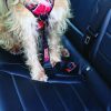 KONG Seat Belt Tether