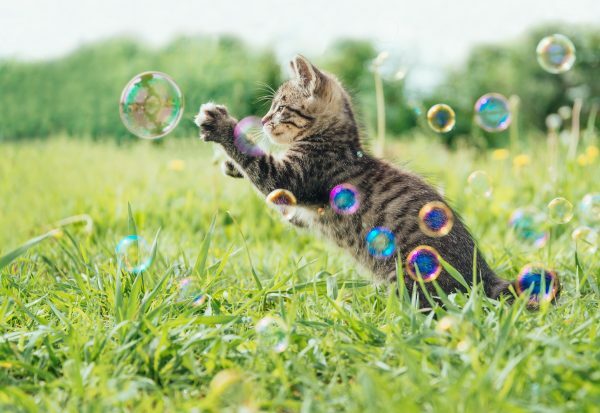 Crazy Cat Fun Bubbles