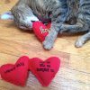 Yeowww the Hearrrts "Yeowww"