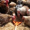 Hentastic Fun Feeder, ideal for Chick Sticks