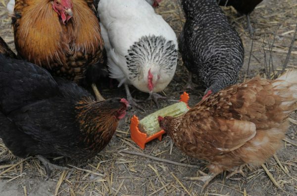 Hentastic Trough Feeder for jumbo chicken treat