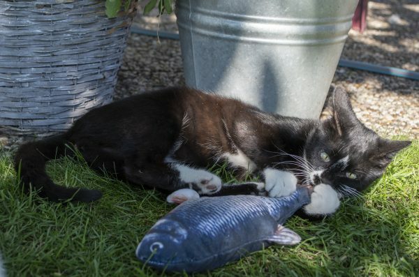 Robocat Forel