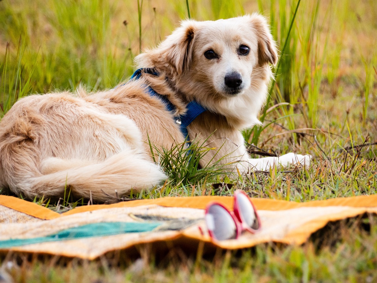 Alles voor honden bij dierenspeciaalzaak Bopets