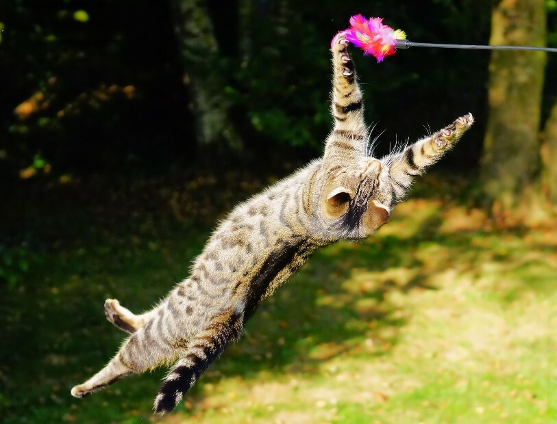 Katten kiezen voor de dierenwinkel Bopets