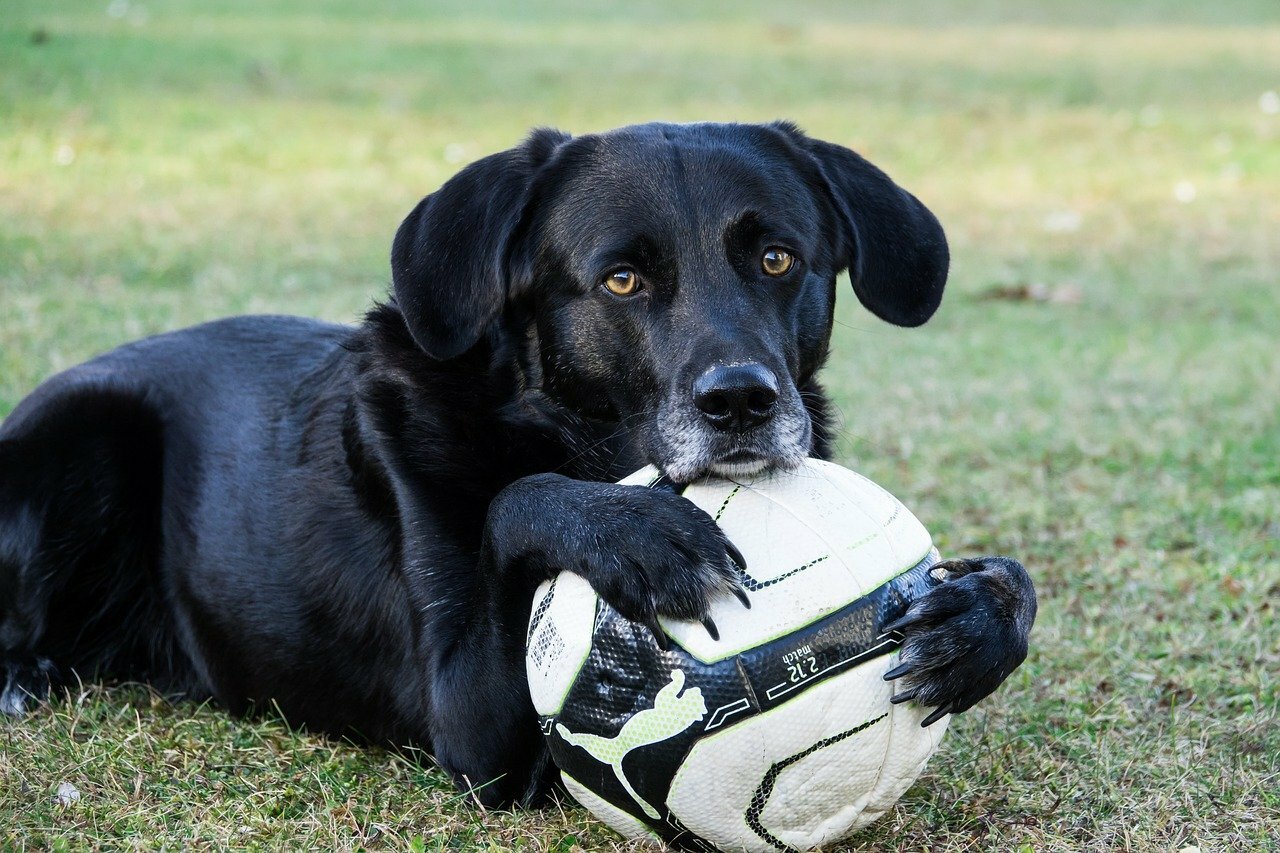 6 manieren om uw Labrador gelukkig te houden