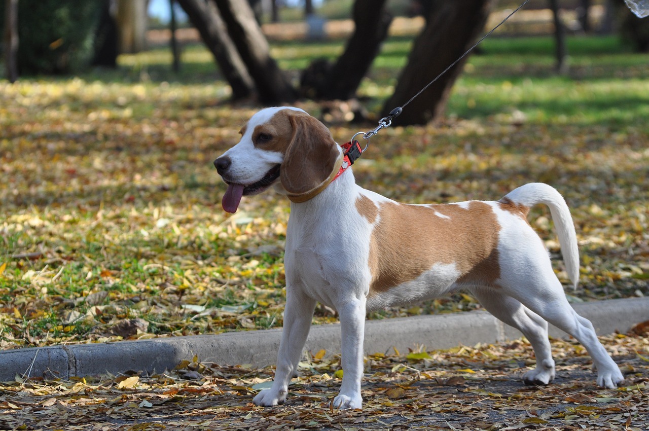 Hoe leer ik mijn puppy aan de riem lopen