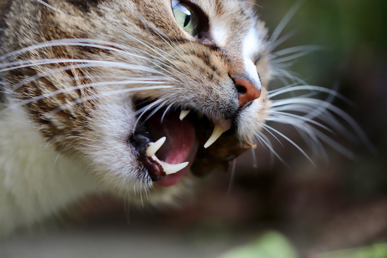 Gebit van de kat verzorgen