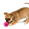 Dog Comets Ball Stardust Roze S