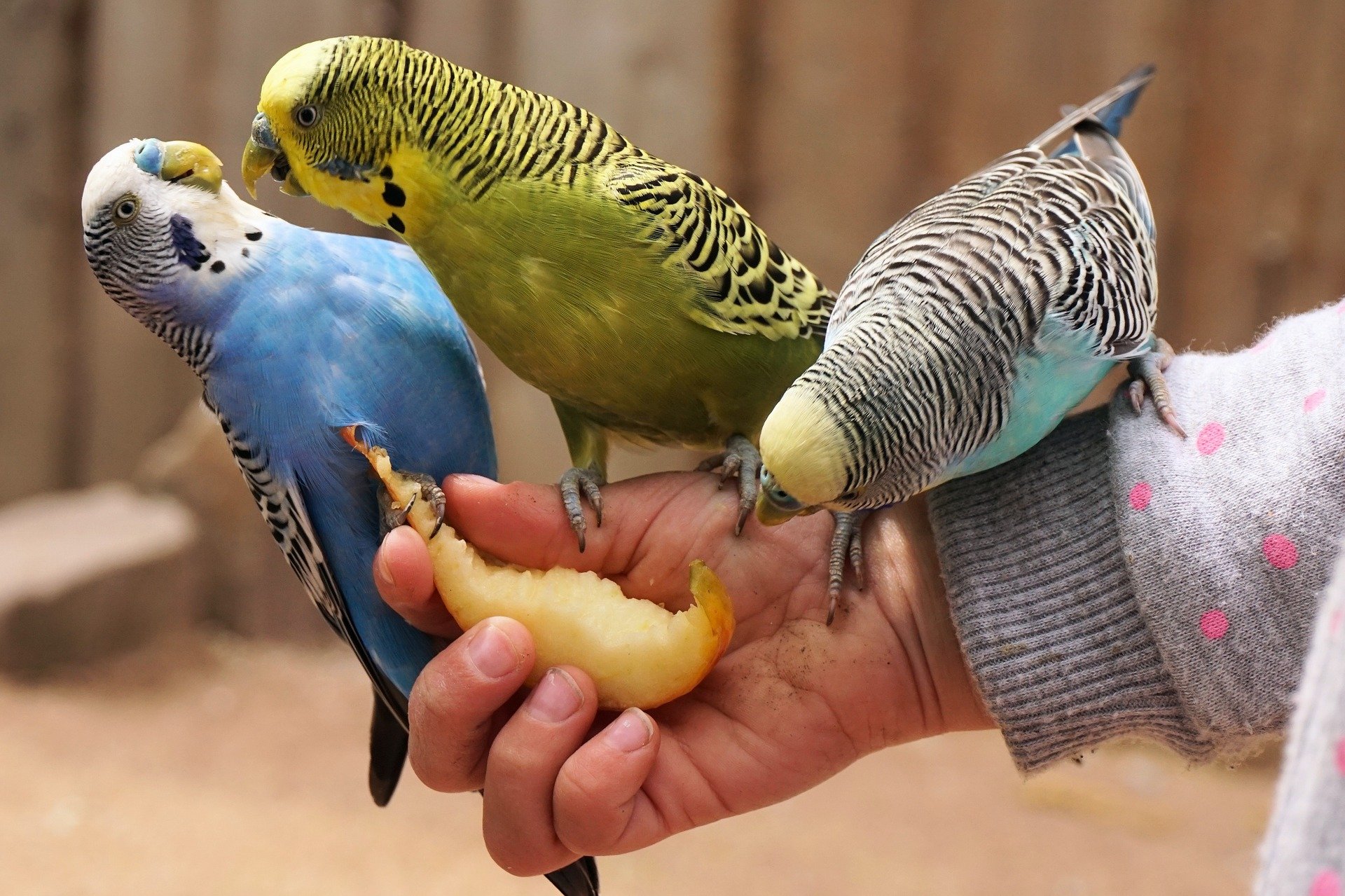 Vogelvoer en zadenmixen voor alle vogels