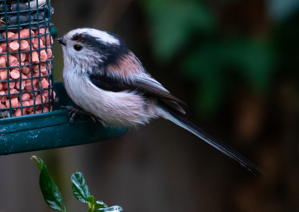 Vogelvoer voor tuinvogels - Vogels voeren in de zomer - lente - herfst