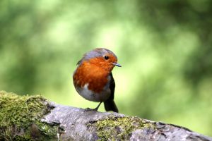 Vogelvoer voor tuinvogels