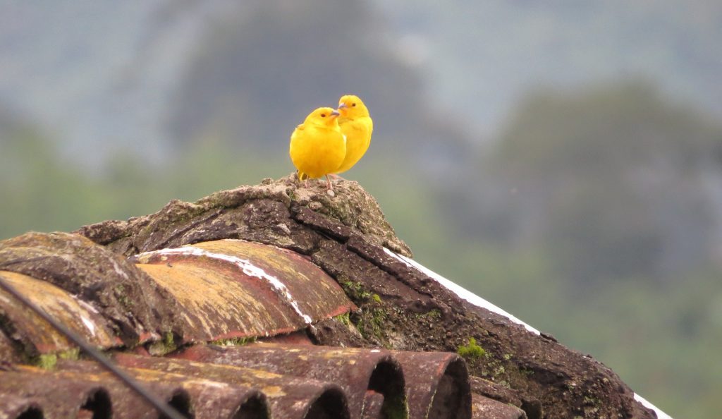 Vogelspeelgoed - Speelgoed voor vogels