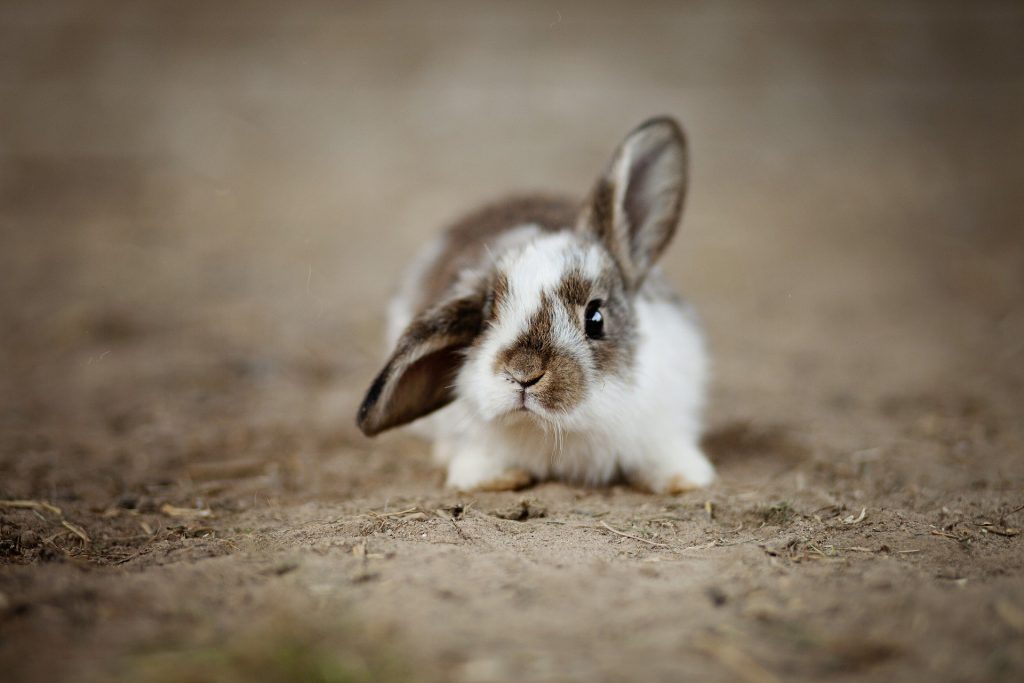 rabbits konijnen