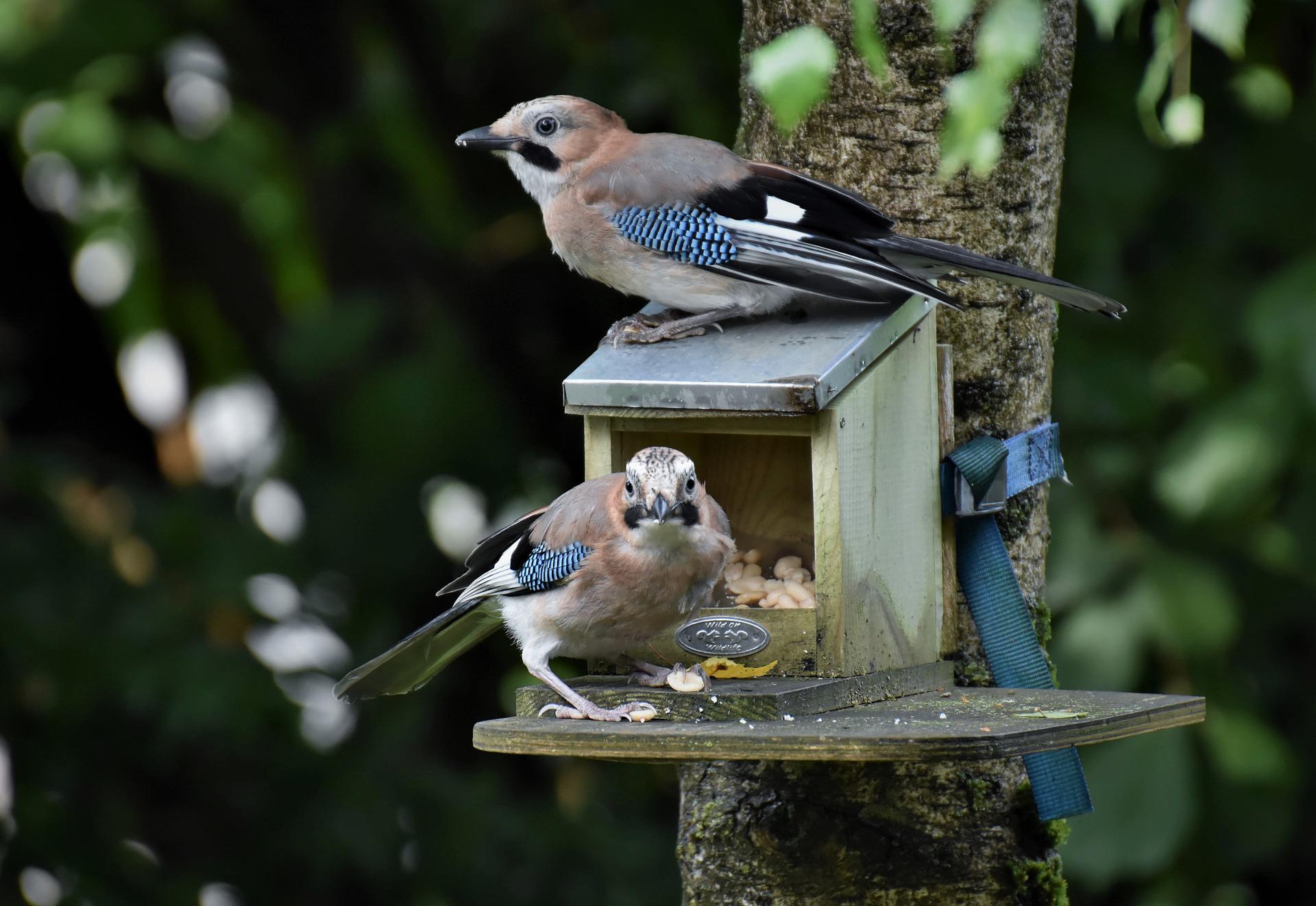 Alle Vogelhuisjes en voederhuisjes voor vogels