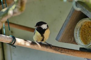 Vogelzaad hergebruiken voor tuinvogels