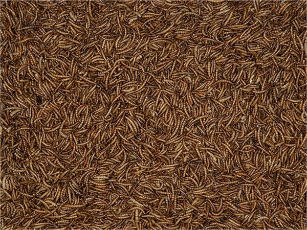Meelwormen emmer 750g